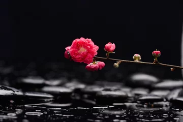 Gordijnen Branch red sakura flowers with therapy stones © Mee Ting
