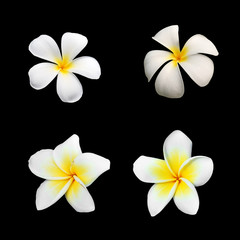 Frangipani plumeria Spa Flowers isolated on dark background