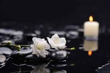 cherry blossom with candle on black stones