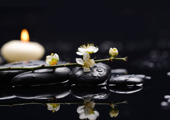 Fototapeta na wymiar cherry blossom with white candle on black stones