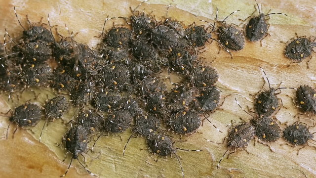 Shield Bugs Swarm Macro