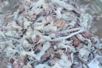 Fresh squid in the market