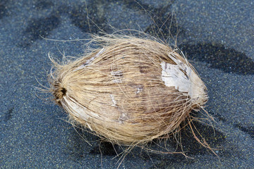 coco sec échoué sur plage de sable noir