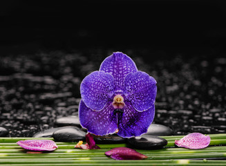 Still life with Single purple orchid with long leaf and stones