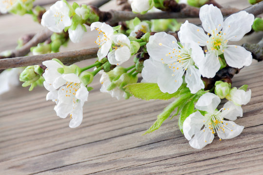 Kirschbl&uuml;ten