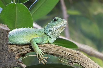 Chinese Water Dragon