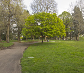 Fototapeta na wymiar Spring greens on a tree in a park.