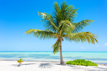 Obraz na płótnie Canvas Palm tree on exotic tropical beach