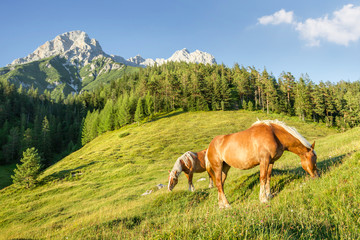 Mountain pasture with horses
