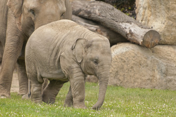 elephant