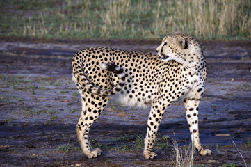 Cheetah in Masai Mara National Park (Africa)