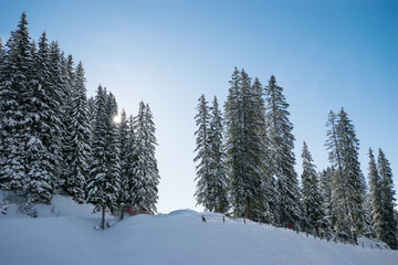 Tannen im Schnee bei Sonnenaufgang