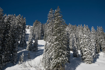 winterlicher Märchenwald