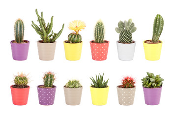 Cactus, aloe and other succulents isolated on white background © KashtykiNata