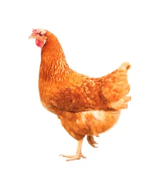Papier Peint photo autocollant Poulet Corps entier de poule poulet brun debout isolé backgroun blanc