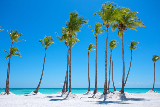 Tropical paradise beach with palm trees