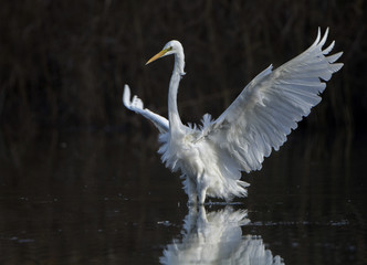 L'envol de la Grande Aigrette