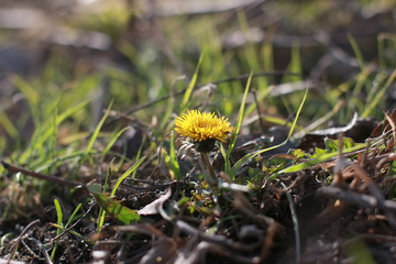 rebirth of spring flowers first mother and stepmother
