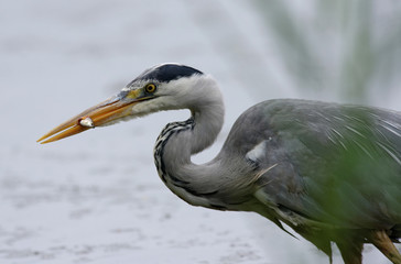 Héron cendré à la pêche