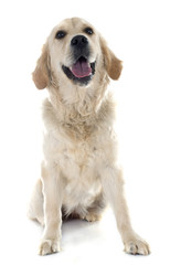 Obraz premium golden retriever