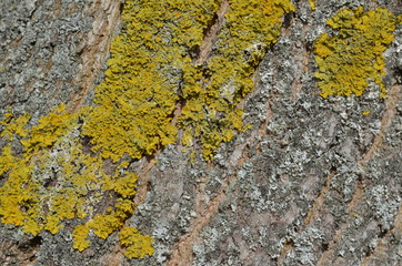 Baumrinde - Detail mit Flechten