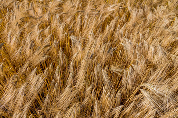Gerstenfeld vor der Ernte