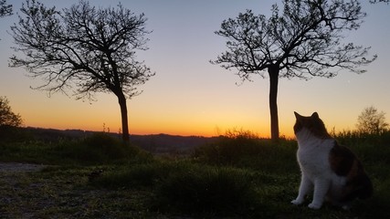 Qualcuno mi adotterà