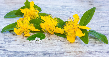 Johanniskraut, Arzneipflanze des Jahres 2015