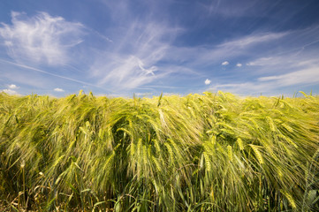 Pole młodego zboża © Mike Mareen