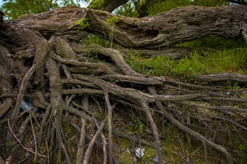 Large thick root on rocky background