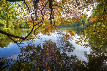 Colorful branches and leaves reflections, pond in park