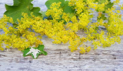 Heilkraut Frauenmantel, Globuli