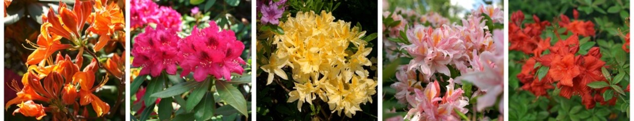 Rhododendron collage - obrazy, fototapety, plakaty