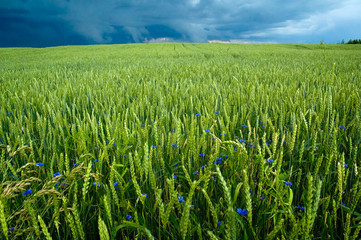 Storm dark clouds over field with cornflowers