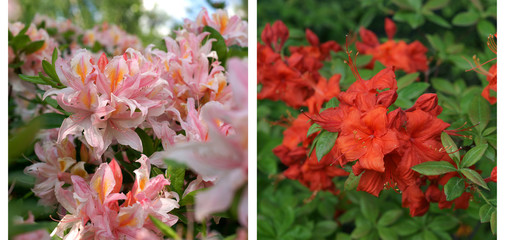 Rhododendron duo - obrazy, fototapety, plakaty