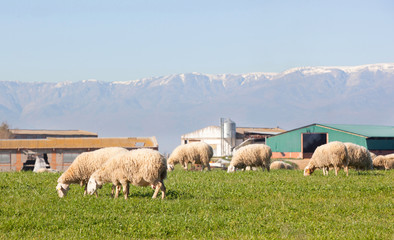 Obraz premium Sheeps grazing in the meadow of Extremadura