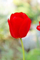 Fototapeta premium Wunderschöne Tulpe