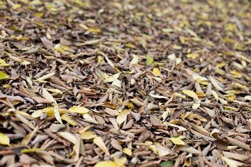 yellow and brown autumn leaves