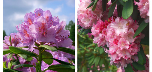 Rhododendron duo - obrazy, fototapety, plakaty