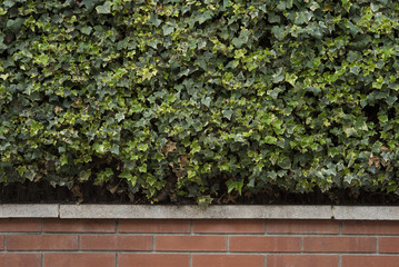 Green leaves wall background