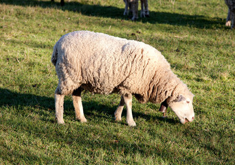 Fototapeta premium Sheep grazing in the meadow of Extremadura