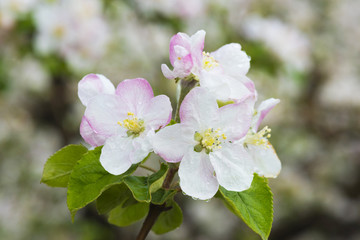 Obraz na płótnie Canvas Flowering branch of apple