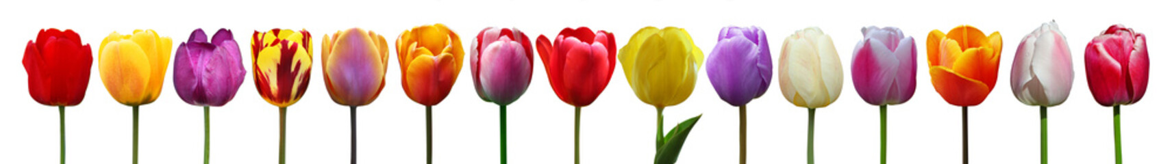 Wunderschöne Tulpen - obrazy, fototapety, plakaty