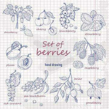 Set of garden berries on paper