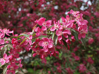 Pink flowers on a tree