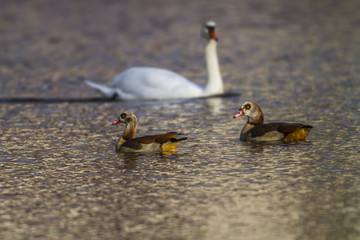 Nilgans © Rosemarie Kappler