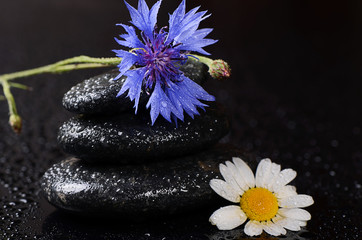 Stones for spa with water drops and cornflower
