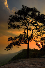 Fototapeta na wymiar Silhouette of pine tree at sunset
