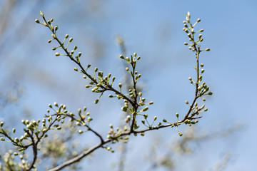 Tree Buds In Spring Time