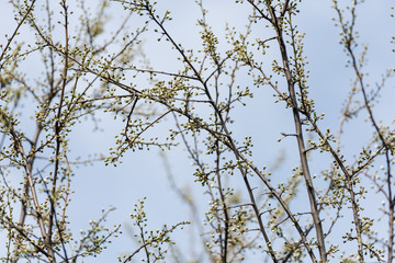 Tree Buds In Spring Time